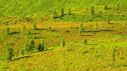 Flowering  along the circuit of the Sauris mountain pastures