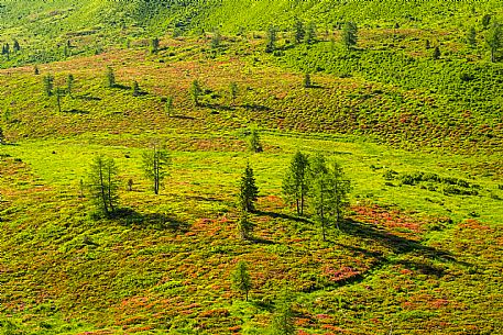 Flowering  along the circuit of the Sauris mountain pastures