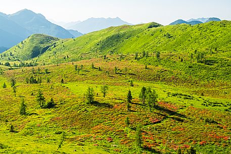 Flowering  along the circuit of the Sauris mountain pastures