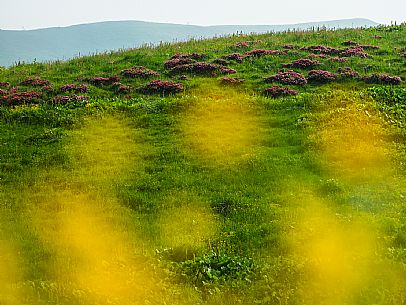 Flowering  along the circuit of the Sauris mountain pastures