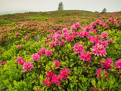 Flowering  along the circuit of the Sauris mountain pastures