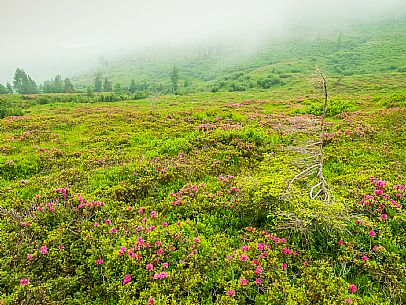 Flowering  along the circuit of the Sauris mountain pastures