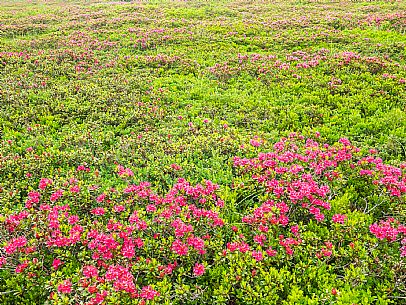 Flowering  along the circuit of the Sauris mountain pastures