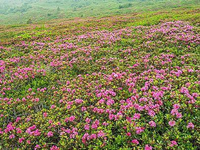 Flowering  along the circuit of the Sauris mountain pastures