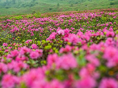 Flowering  along the circuit of the Sauris mountain pastures