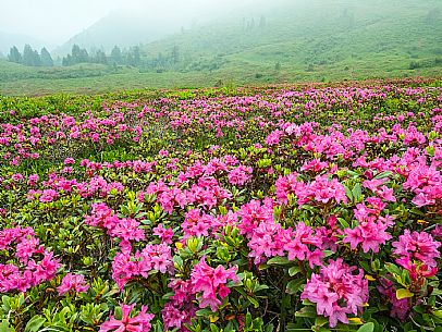 Flowering  along the circuit of the Sauris mountain pastures