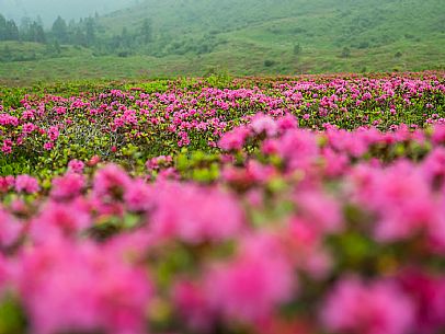 Flowering  along the circuit of the Sauris mountain pastures