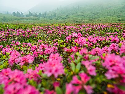 Flowering  along the circuit of the Sauris mountain pastures