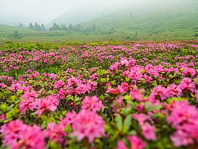 Flowering  along the circuit of the Sauris mountain pastures