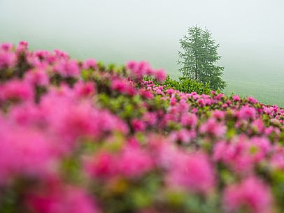 Flowering  along the circuit of the Sauris mountain pastures