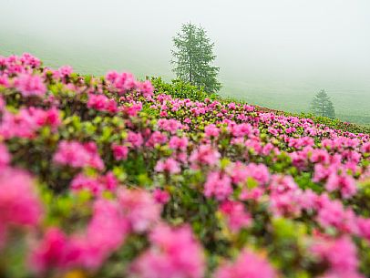 Flowering  along the circuit of the Sauris mountain pastures