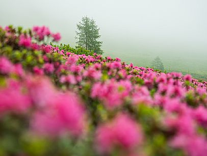 Flowering  along the circuit of the Sauris mountain pastures