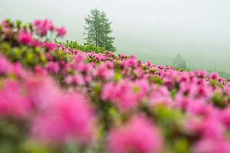 Flowering  along the circuit of the Sauris mountain pastures