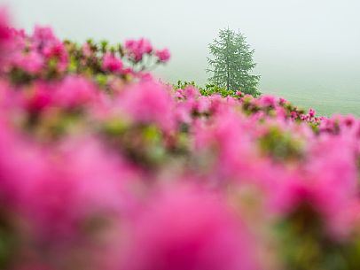 Flowering  along the circuit of the Sauris mountain pastures