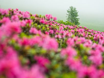 Flowering  along the circuit of the Sauris mountain pastures