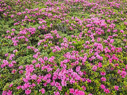 Flowering  along the circuit of the Sauris mountain pastures