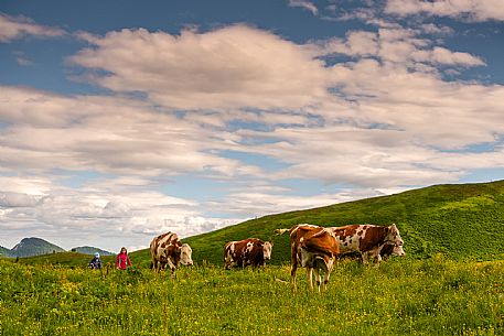 Flowering  along the circuit of the Sauris mountain pastures