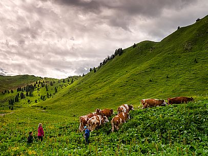 Flowering  along the circuit of the Sauris mountain pastures