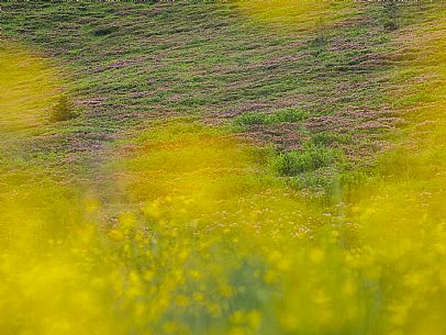 Flowering  along the circuit of the Sauris mountain pastures