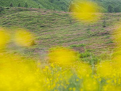 Flowering  along the circuit of the Sauris mountain pastures