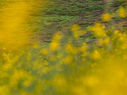 Flowering  along the circuit of the Sauris mountain pastures