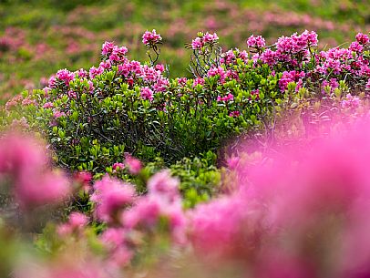 Flowering  along the circuit of the Sauris mountain pastures