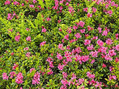 Flowering  along the circuit of the Sauris mountain pastures