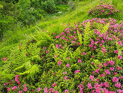 Flowering  along the circuit of the Sauris mountain pastures