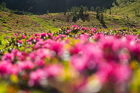 Flowering  along the circuit of the Sauris mountain pastures