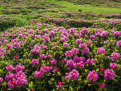 Flowering  along the circuit of the Sauris mountain pastures