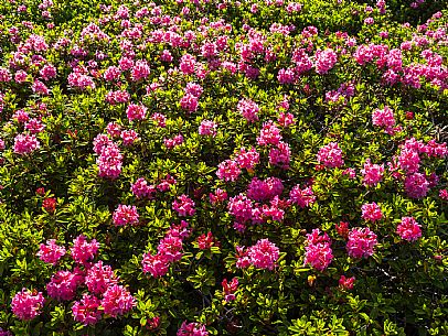 Flowering  along the circuit of the Sauris mountain pastures