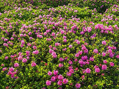 Flowering  along the circuit of the Sauris mountain pastures