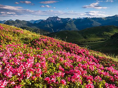 Flowering  along the circuit of the Sauris mountain pastures