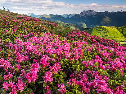 Flowering  along the circuit of the Sauris mountain pastures