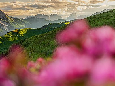 Flowering  along the circuit of the Sauris mountain pastures