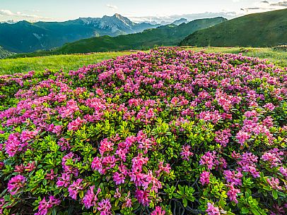 Flowering  along the circuit of the Sauris mountain pastures