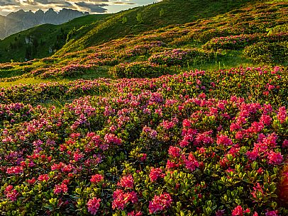 Flowering  along the circuit of the Sauris mountain pastures