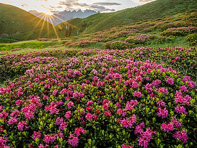 Flowering  along the circuit of the Sauris mountain pastures