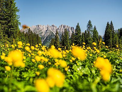 Flowering  along the circuit of the Sauris mountain pastures