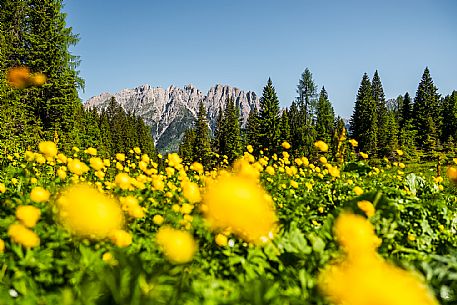 Flowering  along the circuit of the Sauris mountain pastures