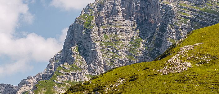 Flock of sheep grazing above Casera Canin, in the heart of the Julian Prealps Natural Park, MAB Unesco.