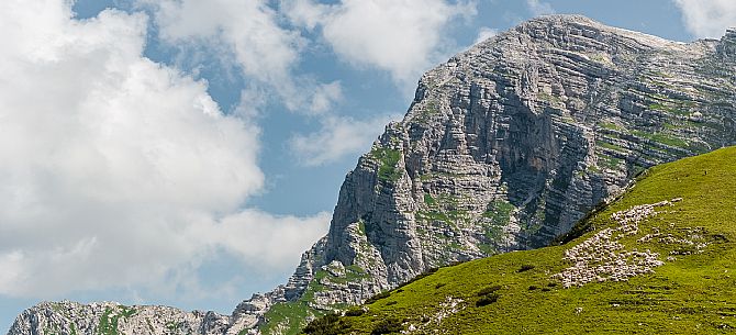 Flock of sheep grazing above Casera Canin, in the heart of the Julian Prealps Natural Park, MAB Unesco.