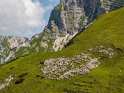 Flock of sheep grazing above Casera Canin, in the heart of the Julian Prealps Natural Park, MAB Unesco.