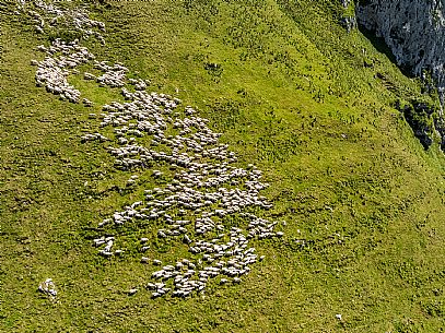 Flock of sheep grazing above Casera Canin, in the heart of the Julian Prealps Natural Park, MAB Unesco.