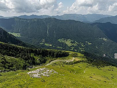 Flock of sheep grazing above Casera Canin, in the heart of the Julian Prealps Natural Park, MAB Unesco.