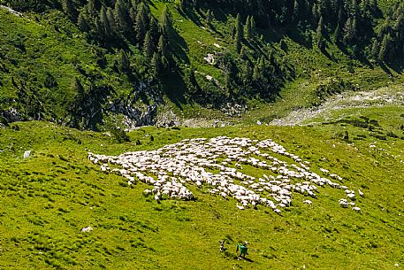 Flock of sheep grazing above Casera Canin, in the heart of the Julian Prealps Natural Park, MAB Unesco.