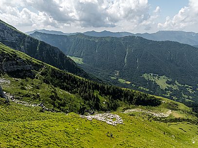 Flock of sheep grazing above Casera Canin, in the heart of the Julian Prealps Natural Park, MAB Unesco.