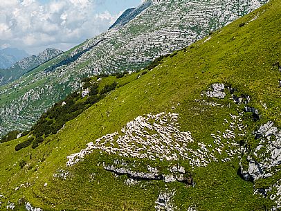 Flock of sheep grazing above Casera Canin, in the heart of the Julian Prealps Natural Park, MAB Unesco.