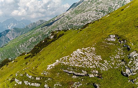 Flock of sheep grazing above Casera Canin, in the heart of the Julian Prealps Natural Park, MAB Unesco.