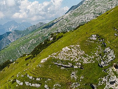 Flock of sheep grazing above Casera Canin, in the heart of the Julian Prealps Natural Park, MAB Unesco.